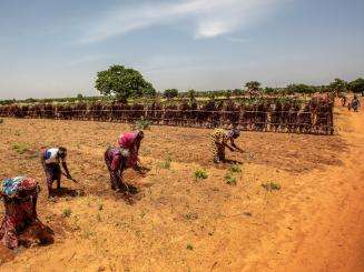 Farmers cultivate their land near the village of Riko in Katsina State amid a drought.